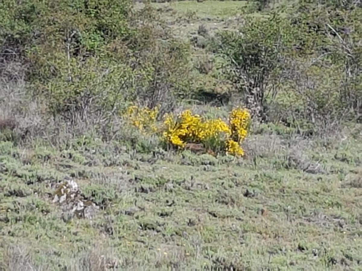 La Posada De Horcajuelo Horcajuelo de la Sierra Εξωτερικό φωτογραφία