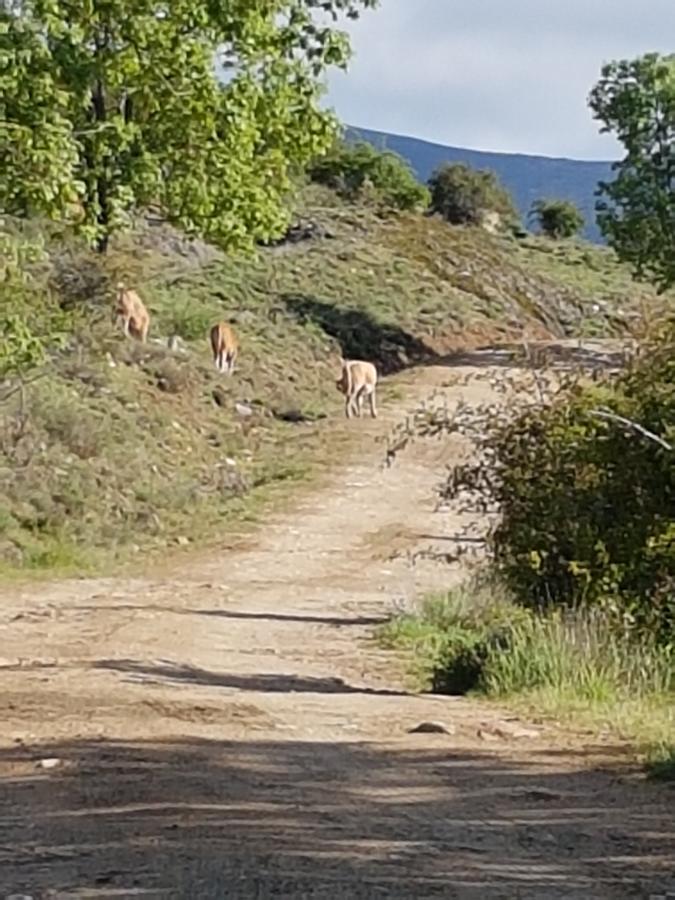 La Posada De Horcajuelo Horcajuelo de la Sierra Εξωτερικό φωτογραφία